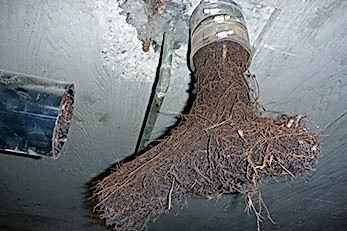 tree-root-removal Service by Plumber On Demand tree-root-removal Service by Plumber On Demand